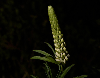 Белый люпин для волос.